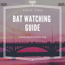 Bat Watching